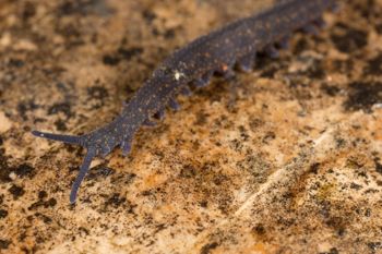 Media type: image;   Invertebrate Zoology 144608